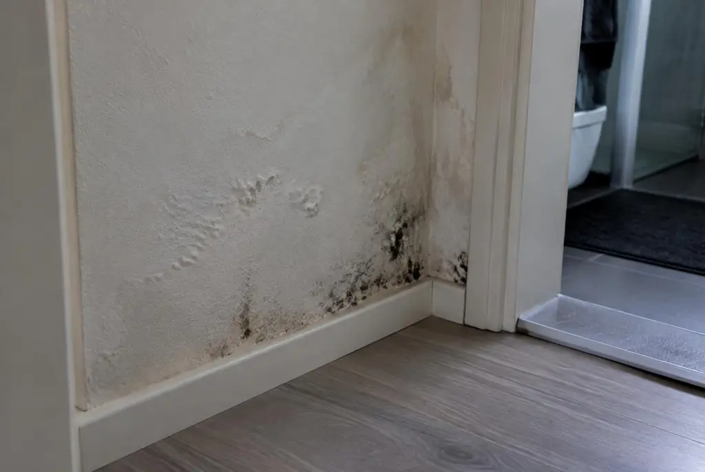 Lekdetectie Delft – vochtplek met schimmel op een muur